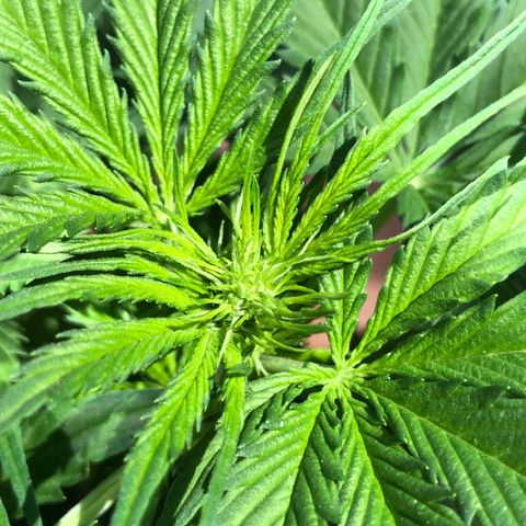 Royal Haze Automatic growlog timeline photo