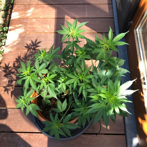 Royal Haze Automatic growlog timeline photo