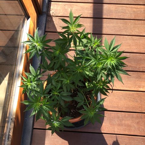 Royal Haze Automatic growlog timeline photo