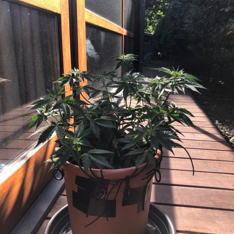 Royal Haze Automatic growlog timeline photo