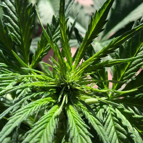 Royal Haze Automatic growlog timeline photo