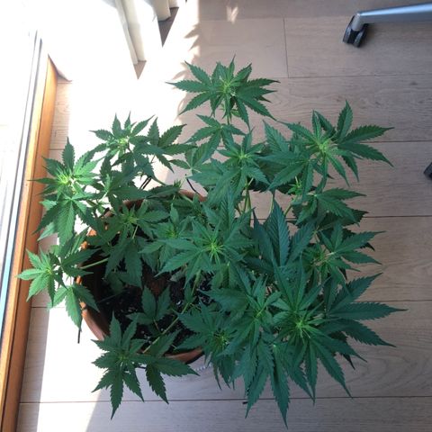 Royal Haze Automatic growlog photo: Preflower