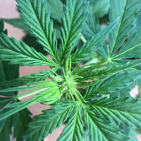 Royal Haze Automatic growlog photo: Preflower