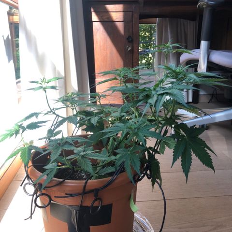 Royal Haze Automatic growlog photo: Preflower