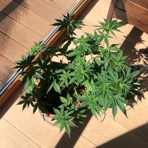 Royal Haze Automatic growlog timeline photo