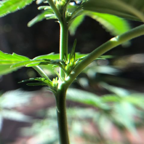 Royal Haze Automatic growlog timeline photo