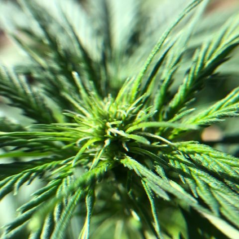 Royal Haze Automatic growlog timeline photo