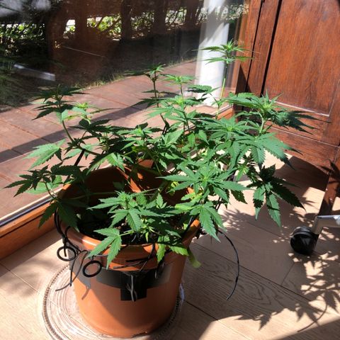 Royal Haze Automatic growlog timeline photo