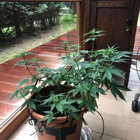 Royal Haze Automatic growlog timeline photo