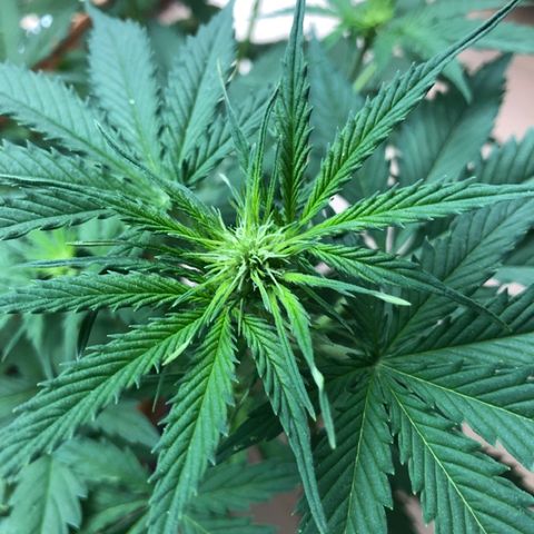 Royal Haze Automatic growlog timeline photo