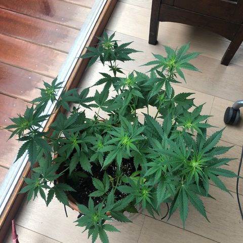 Royal Haze Automatic growlog timeline photo