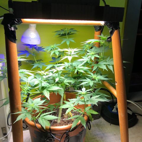 Royal Haze Automatic growlog photo: Bad weather :(