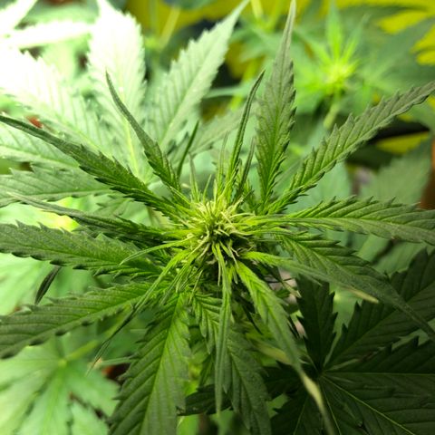 Royal Haze Automatic growlog photo: Bad weather :(