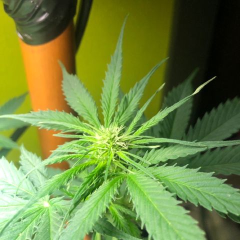Royal Haze Automatic growlog timeline photo
