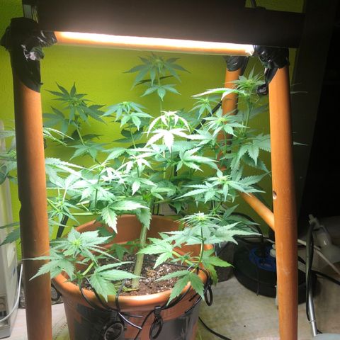 Royal Haze Automatic growlog timeline photo