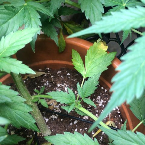 Royal Haze Automatic growlog timeline photo