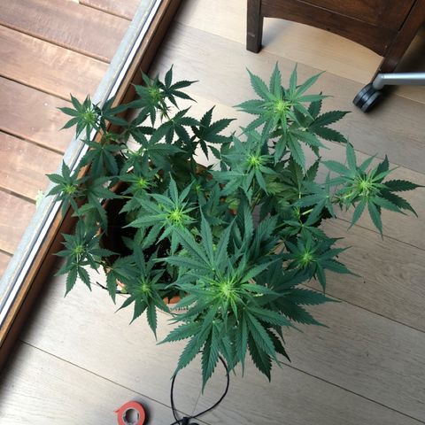 Royal Haze Automatic growlog timeline photo