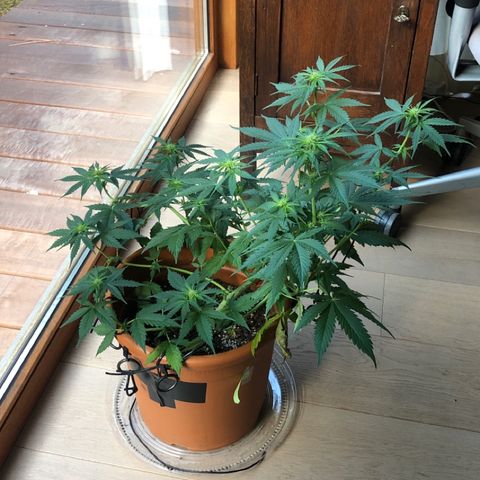 Royal Haze Automatic growlog timeline photo
