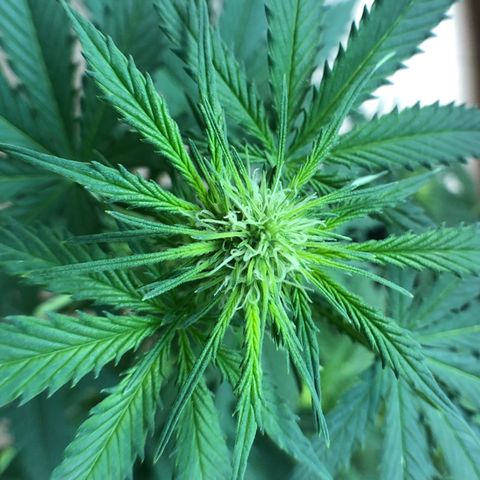 Royal Haze Automatic growlog timeline photo