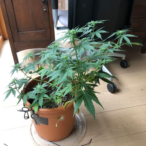 Royal Haze Automatic growlog timeline photo