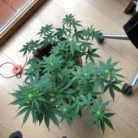 Royal Haze Automatic growlog timeline photo