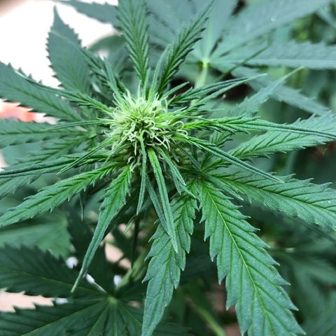 Royal Haze Automatic growlog timeline photo