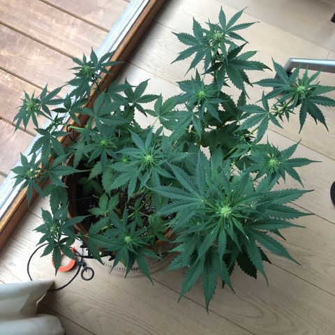 Royal Haze Automatic growlog timeline photo