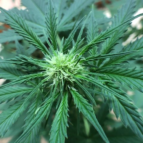 Royal Haze Automatic growlog timeline photo