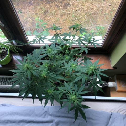 Royal Haze Automatic growlog timeline photo
