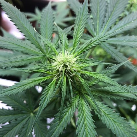 Royal Haze Automatic growlog timeline photo