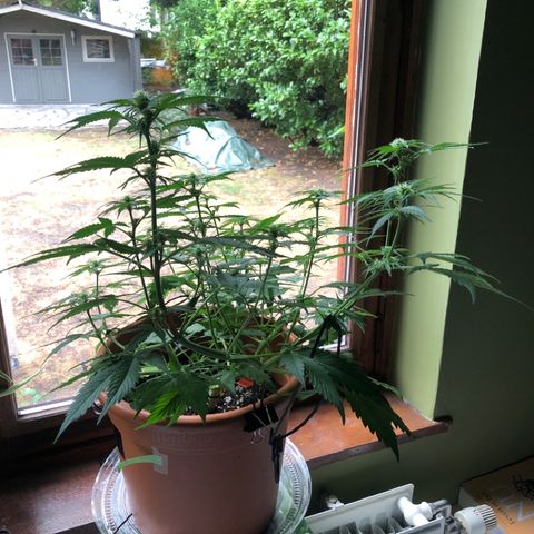 Royal Haze Automatic growlog timeline photo