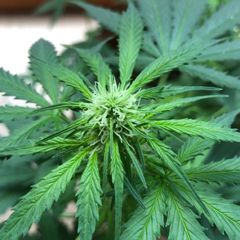 Royal Haze Automatic growlog timeline photo