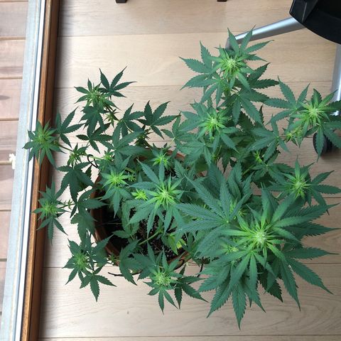 Royal Haze Automatic growlog timeline photo