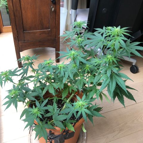 Royal Haze Automatic growlog timeline photo