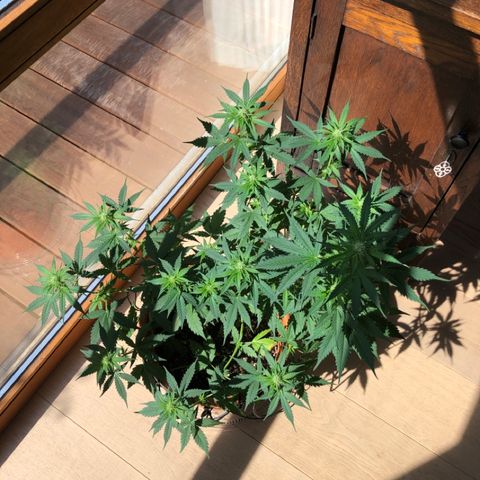 Royal Haze Automatic growlog timeline photo