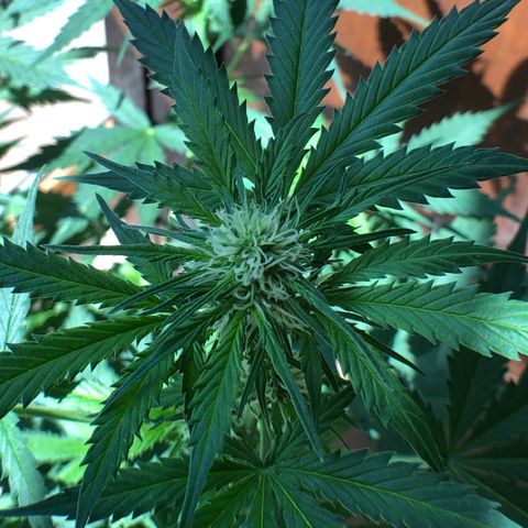 Royal Haze Automatic growlog timeline photo