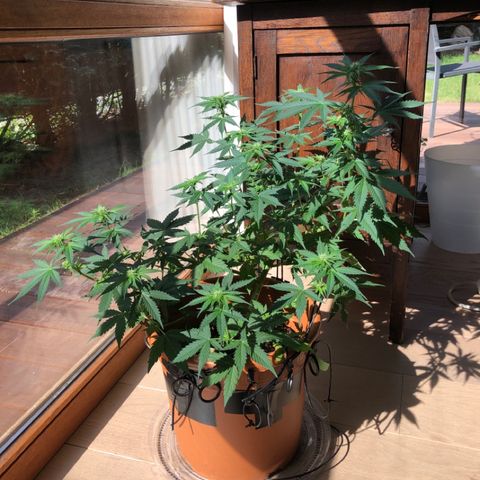 Royal Haze Automatic growlog timeline photo