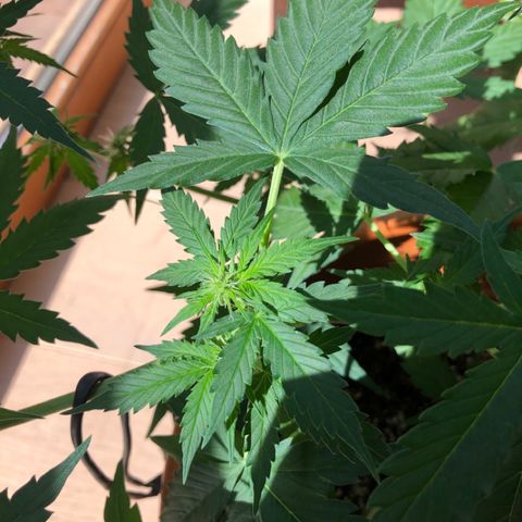 Royal Haze Automatic growlog timeline photo