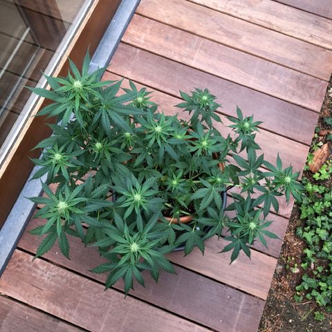 Royal Haze Automatic growlog timeline photo