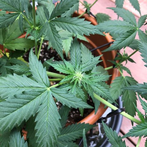 Royal Haze Automatic growlog timeline photo