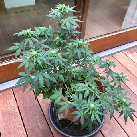 Royal Haze Automatic growlog timeline photo
