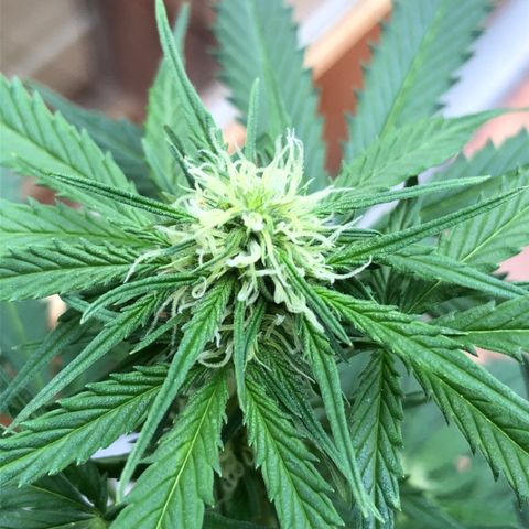 Royal Haze Automatic growlog timeline photo