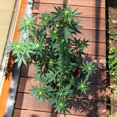 Royal Haze Automatic growlog timeline photo