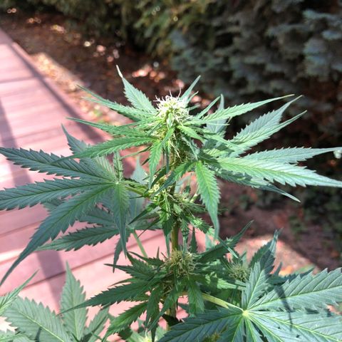 Royal Haze Automatic growlog timeline photo