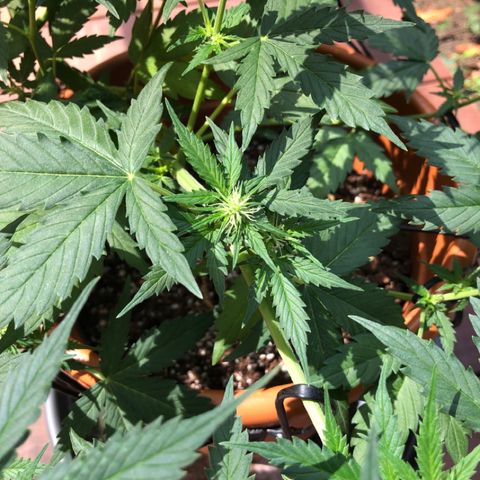 Royal Haze Automatic growlog timeline photo