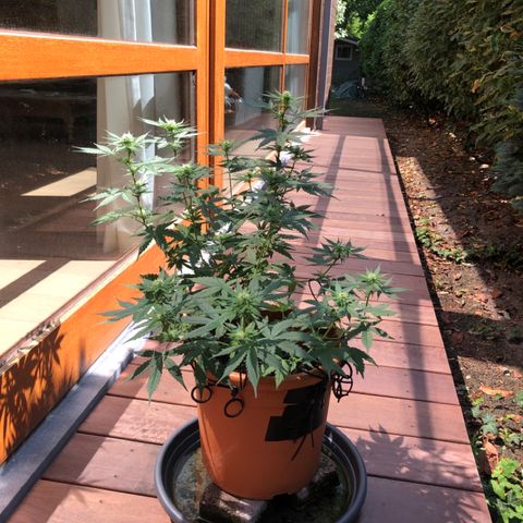 Royal Haze Automatic growlog timeline photo