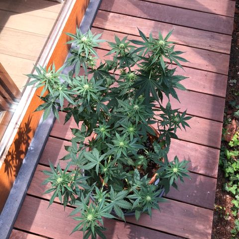 Royal Haze Automatic growlog timeline photo