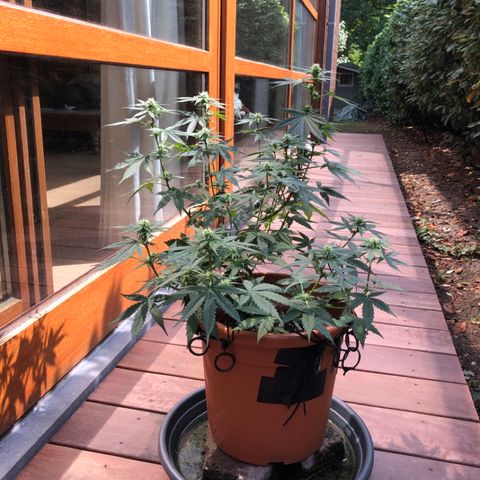 Royal Haze Automatic growlog timeline photo