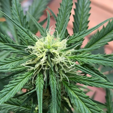 Royal Haze Automatic growlog timeline photo