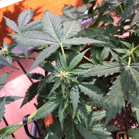 Royal Haze Automatic growlog timeline photo